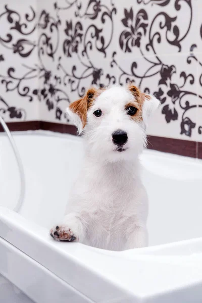 Jack Russell Terrier dog stands on its hind legs in a white bathroom