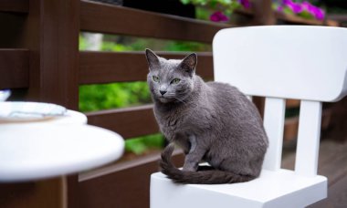 Rus mavi kedisi bir yaz günü terasta beyaz bir sandalyede oturuyor.
