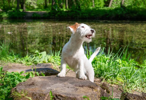 一只小狗杰克罗素站在公园池塘的一个空地上 在一个阳光灿烂的日子里 它是一只宠物 — 图库照片
