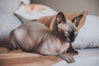Kanadalı bir Sfenks kedisi odadaki kanepede yatıyor.