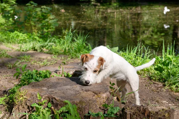 一只在大自然中的小狗 一只在公园的池塘岸边的白狗杰克罗素特里耶 — 图库照片