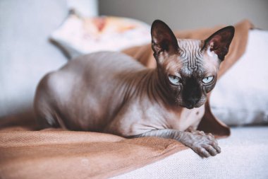 Kanadalı bir Sfenks cins kanepede yatıyor, kedi.