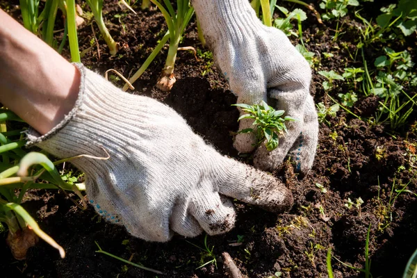 hands of a man in gloves plant a green sprout in the ground