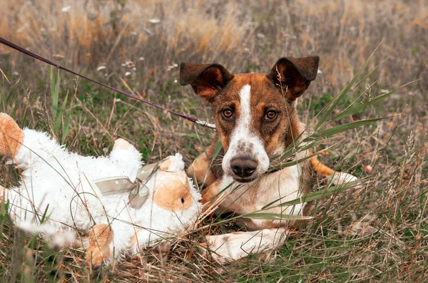一只红白相间的狗躺在草地上 上面有一个白色的玩具 — 图库照片