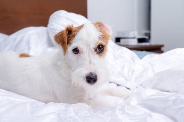 Jack Russell 'ın köpeği beyaz çarşafların üzerinde yatıyor.