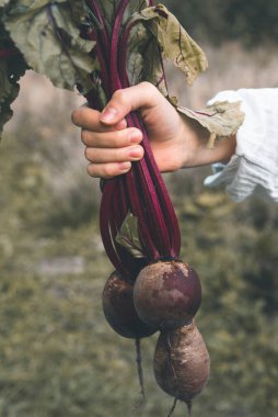 Olgun taze pancarlar, yeşil bir arka planda kızın elinde.