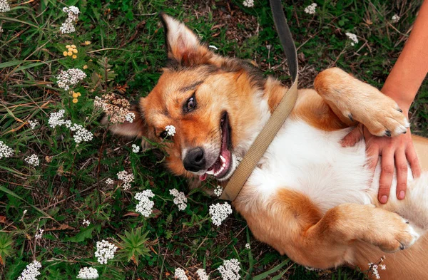 狗躺在草地上 在花朵中 在他背上的空地上 快乐的狗脸 — 图库照片