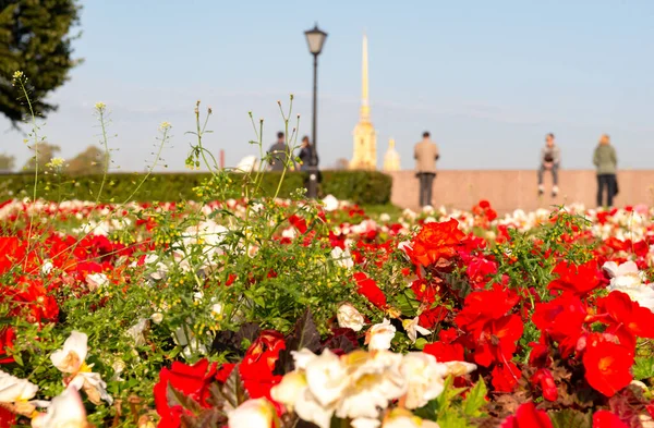 Peter and Paul fortress in St. Petersburg, people walk in the Park on a Sunny day,   flowerbed with red flowers,