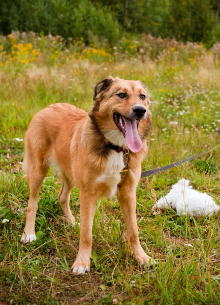 Cão Vermelho Fica Grama Animal Estimação Clareira — Fotografia de Stock