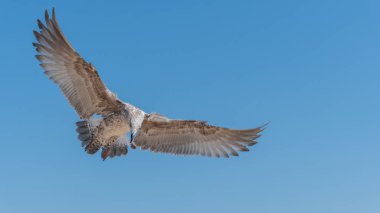 Sahilde martı, karadeniz