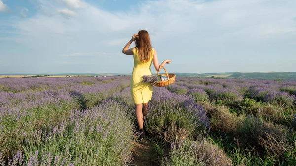 Lavander Field Üzerinde Güzel Genç Kadın
