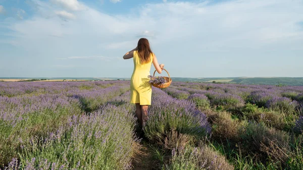 Lavander Field Üzerinde Güzel Genç Kadın