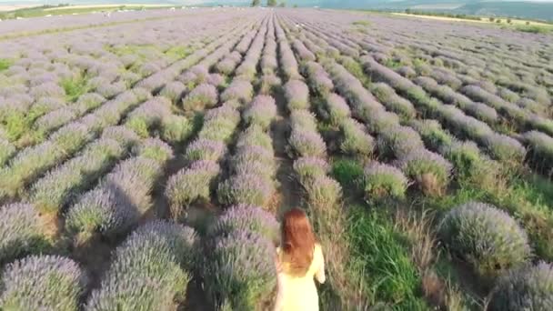 Sexig Tjej Lavendel Fältet — Stockvideo