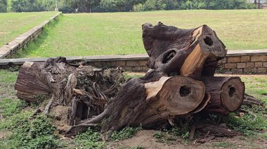 Ağaç Kesme Sanatının Arkasında Güzellik Dönüşümünde. Yüksek kalite fotoğraf