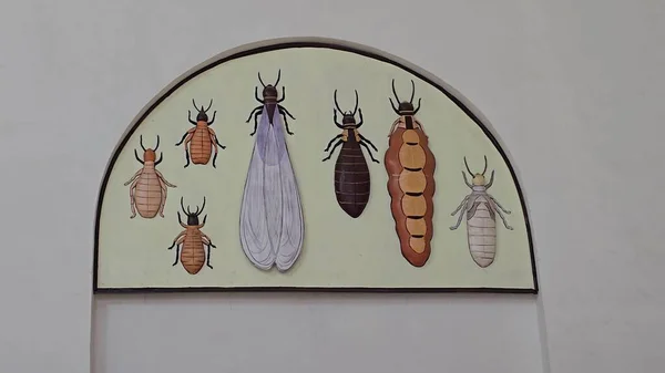 Bir Geliştirme Çizelgesinde Böcek Büyüme Aşamaları Çizelgesi. Yüksek kalite fotoğraf