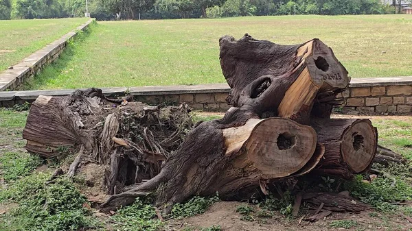 Ağaç Kesme Sanatının Arkasında Güzellik Dönüşümünde. Yüksek kalite fotoğraf