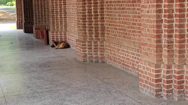 Huzurlu Köpek Sessizce Dinleniyor. Yüksek kalite fotoğraf