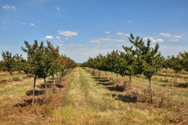 Meyve bahçesindeki genç ağaçlar, tarladaki ağaçlar