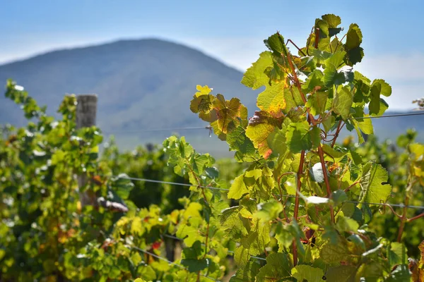 Dağ eteklerinde yaz sonu üzüm bağları