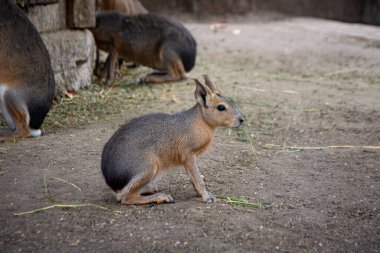 Mara - sevimli büyük kemirgen, yakın akrabası olan kobay fareleri