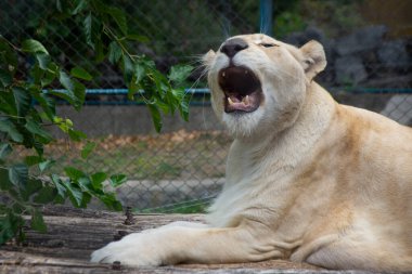 Hayvanat bahçesinde kükreyen beyaz dişi aslan.