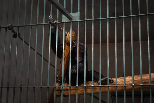 Üzgün şempanze hayvanat bahçesi kafesinde parmaklıklar ardında.