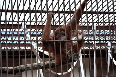 Kafesteki Orangutan parmaklıklara tutunuyor.