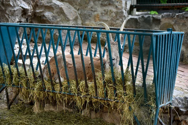 Samanla beslenen komik keçi