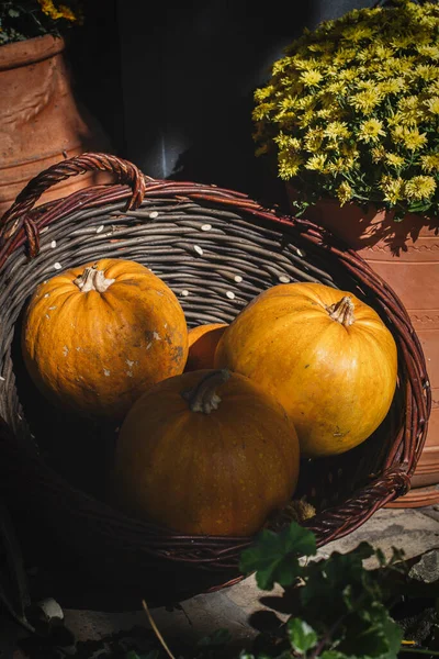 Kabaklar bir hasır sepet içinde 