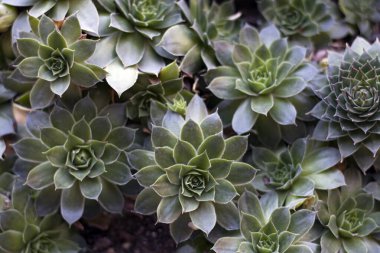 Bahçedeki etli bitkiler