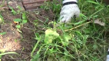 Bahçede ot öldürücü