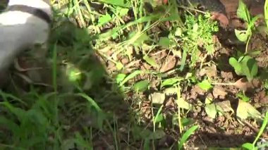 Bahçede ot öldürücü