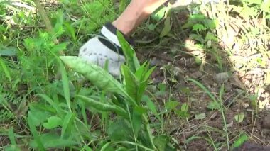 Bahçede ot öldürücü