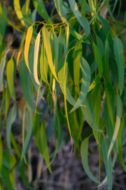 Kıbrıs 'ta yemyeşil okaliptüs yapraklarının arasından süzülen parlak güneş ışığının fotoğrafı