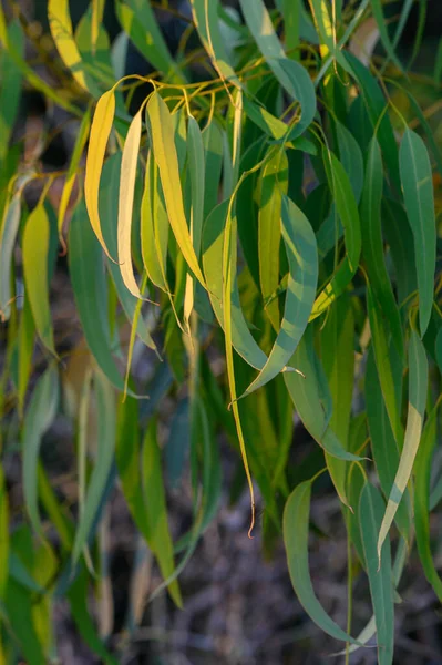 Kıbrıs 'ta yemyeşil okaliptüs yapraklarının arasından süzülen parlak güneş ışığının fotoğrafı