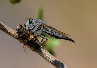 Bir soyguncu sineğinin bilimsel makro görüntüsü ağaç dalında bacağında bir arı tutuyor..