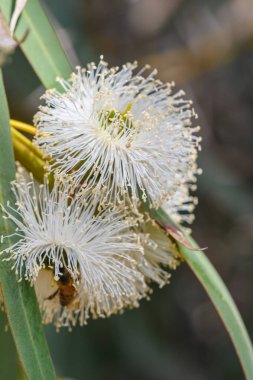 Bir bal arısı, Kıbrıs 'ta açmakta olan bir okaliptüs çiçeğinin üzerinde polen toplar, keskin makro detaylarla yakalanır..