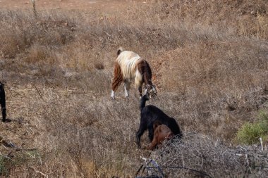 Kıbrıs koyunlarının ve uzun kulaklı keçilerin parlak güneşin altında yeşil çayırlarda birlikte otladıkları kırsal kesim..