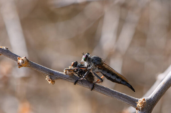 Муха-грабитель сидит на ветке, сжимая мертвую пчелу в ногах, демонстрируя хищническое поведение в природе..