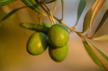 Kıbrıs 'taki zeytin dallarından sarkan yeşil zeytinlerin yakın çekimi