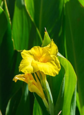Yumuşak yeşil arka planda parlak sarı bir iris çiçeğinin yakın plan görüntüsü, narin taç yaprakları ve canlı renkleri vurguluyor..