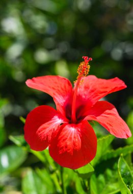 Canlı kırmızı bir amber çiçeği. Çiçek açmış. Hassas taç yaprakları ve karmaşık ayrıntıları göstermek için yakın plan çekilmiş..
