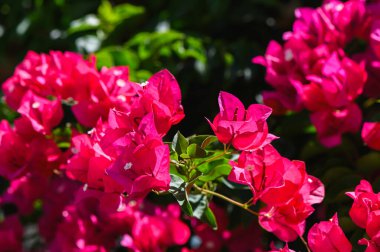 Canlı kırmızı bougainvillea çiçekleri, Kıbrıs 'ın duvarlarını ve dallarını tamamen kaplayarak, verimli ve renkli bir manzara yaratıyor..
