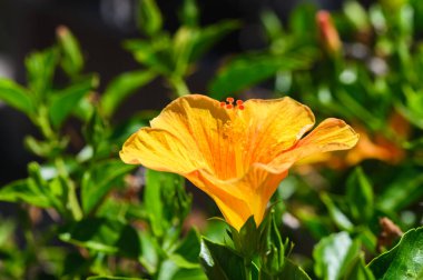 Çiçek açmış tropikal sarı bir amber çiçeğinin yakın çekimi, canlı yapraklarını ve doğal güzelliğini vurguluyor..