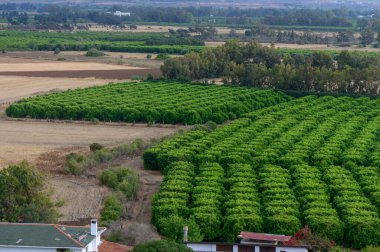 Çatı perspektifi, Kıbrıs 'taki bir çiftçinin parlak gün ışığında olgunlaşmış meyvelerle dolu yemyeşil ağaçlar sergilediğini gösteriyor..