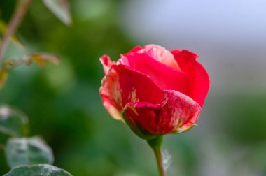 Kırmızı çiçekli kırmızı bir gülün makro görüntüsü, arka planda bulanık yeşil yapraklı detaylı yapraklar sergiliyor..