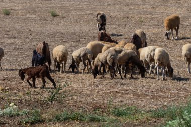 Kıbrıs 'ta güneşli bir günde, koyun ve Kıbrıs keçileri kırsal alanda huzur içinde otluyor..
