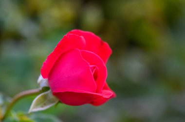 Yumuşak odaklı yeşil yapraklı canlı kırmızı bir gülü yakından çekerek narin yaprakları ve doğal güzelliği vurguluyor..