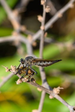Bir hırsız sineği, doğal ortamdaki yırtıcı-av etkileşimini göstermek için bir dala ölü bir arı takıp makroda yakalanır..