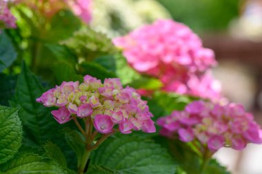 Güneşli Kıbrıs bahçesinde açan parlak kırmızı sümbül çiçeklerinin yakın çekimi, baharı ve süslü güzelliği simgeliyor..